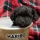 チワプー(トイプードル×チワワ)【佐賀県・女の子・2025年9月17日・ブラック】の写真2