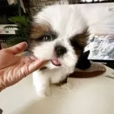 シーズー【佐賀県・男の子・2025年9月22日・ゴールド&ホワイト】の写真2