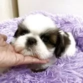 シーズー【佐賀県・男の子・2025年9月22日・ゴールド&ホワイト】の写真2