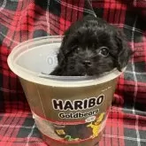 チワプー(トイプードル×チワワ)【佐賀県・男の子・2025年9月17日・ブラック】の写真3