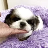 シーズー【佐賀県・男の子・2025年9月22日・ゴールド&ホワイト】の写真3