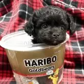 チワプー(トイプードル×チワワ)【佐賀県・女の子・2025年9月17日・ブラック】の写真3