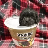 チワプー(トイプードル×チワワ)【佐賀県・男の子・2025年9月17日・ブラック】の写真4