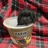 チワプー(トイプードル×チワワ)【佐賀県・男の子・2025年9月17日・ブラック】の写真5