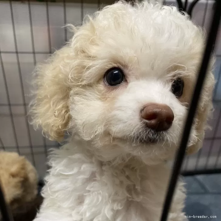 ID：2409-06270の子犬