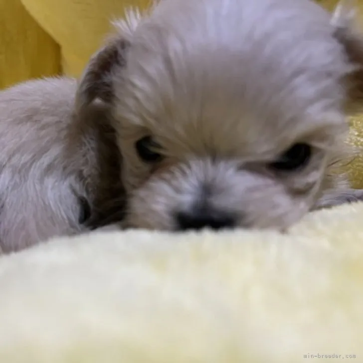 ID:2301-02920の子犬