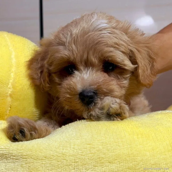 ID:2305-05558の子犬