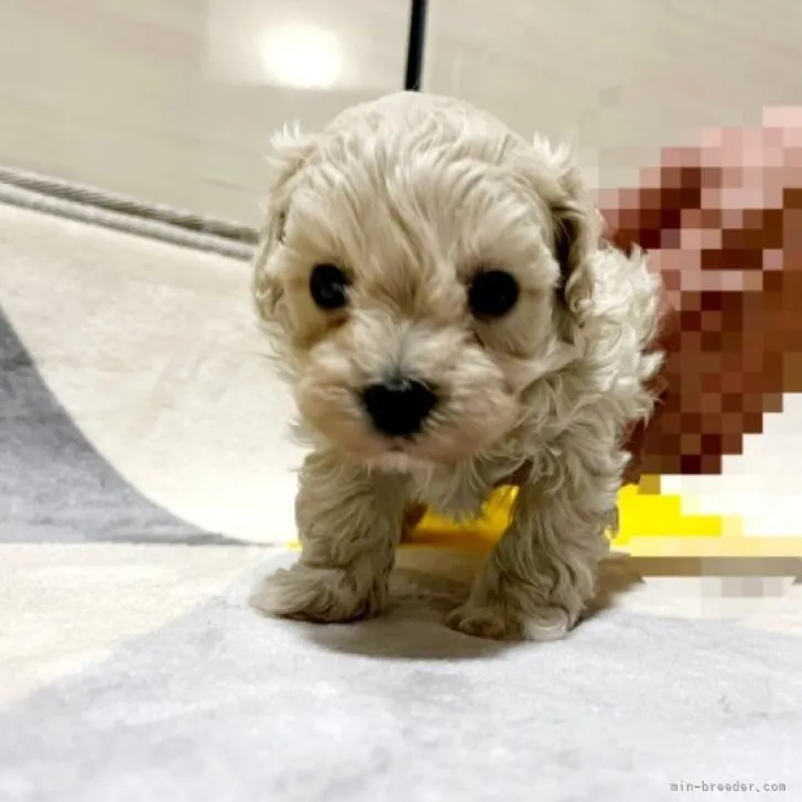 ID:2304-04261の子犬