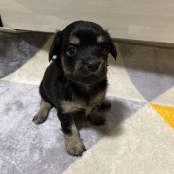 チワックス🐾(チワワ❌ダックス)【佐賀県・男の子・2023年3月9日・ブラックタン】の写真「イケメンボーイ🐶」