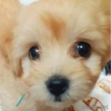 チワプー(チワワ×トイプードル)【佐賀県・女の子・2023年9月1日・クリーム】の写真「天真爛漫🐾🙌」