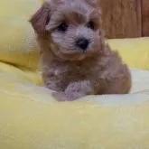 マルプー(マルチーズ×トイプードル)【佐賀県・女の子・2023年9月25日・アプリコット】の写真1「11/13撮影」