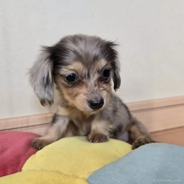 ID:2507-03319の子犬
