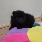 ポメラニアン