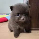 ポメラニアン
