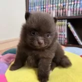 ポメラニアン