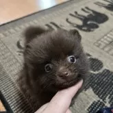 ポメラニアン
