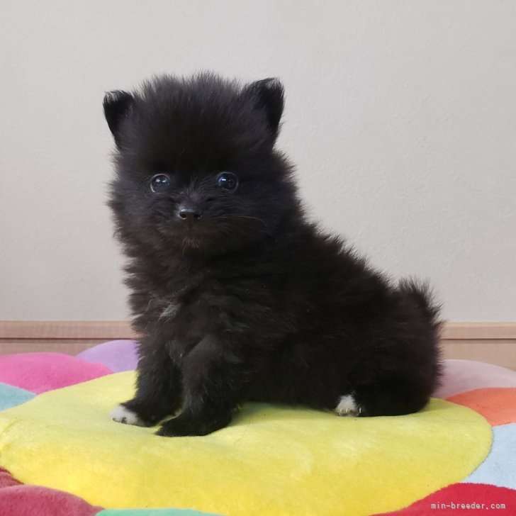 H.Y 様のお迎えした子犬