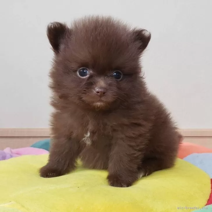 H.Y 様のお迎えした子犬