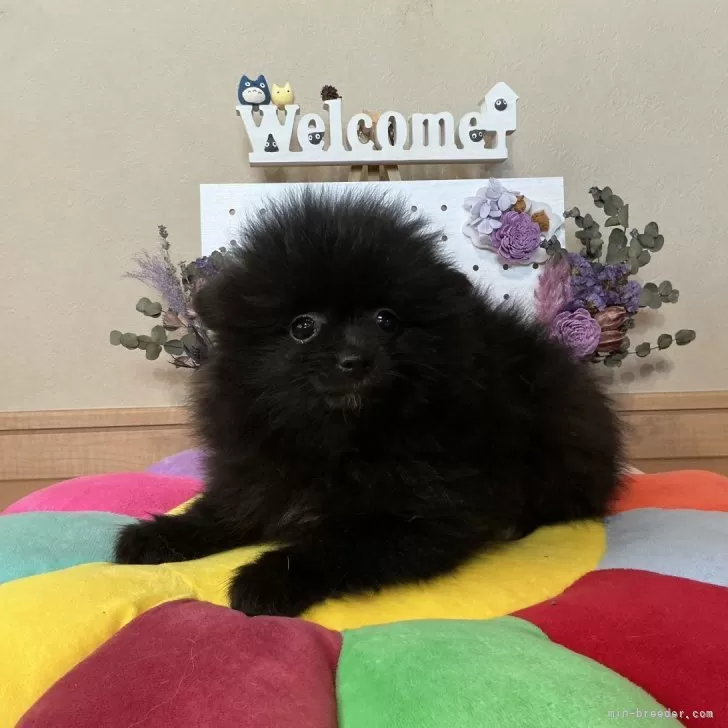 S.T 様のお迎えした子犬