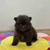 ポメラニアン【滋賀県・男の子・2024年8月2日・チョコレート】の写真5