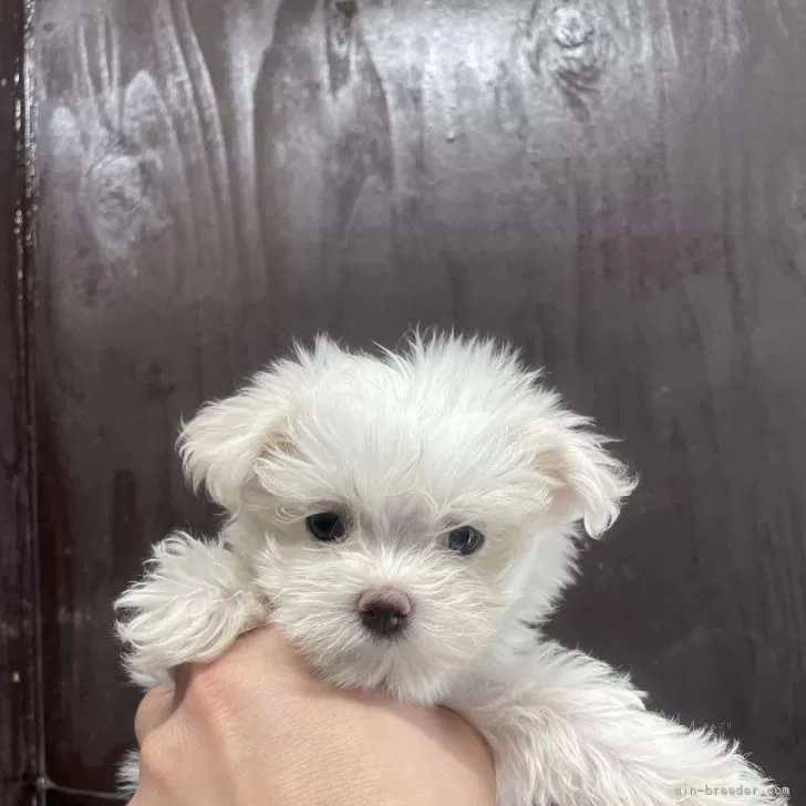 ID：2412-00303の子犬