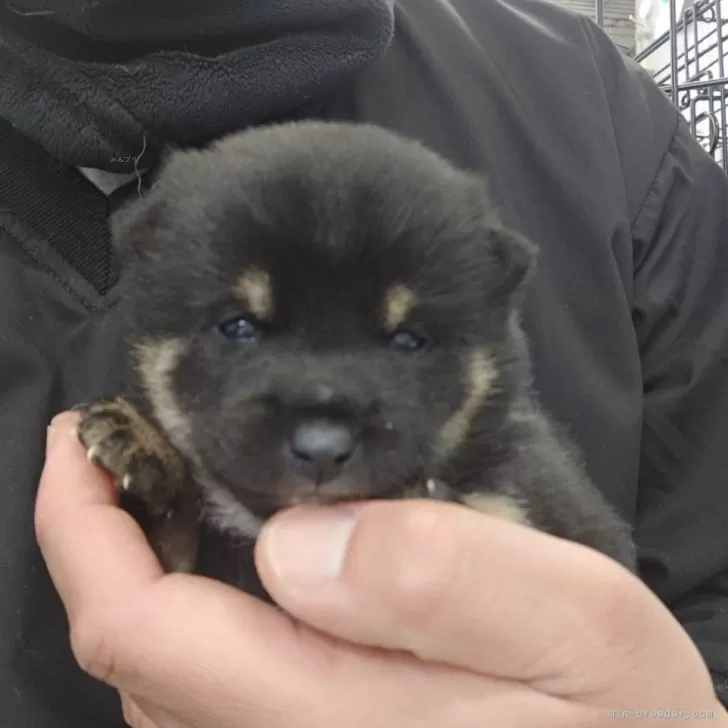 ID:2501-02319の子犬