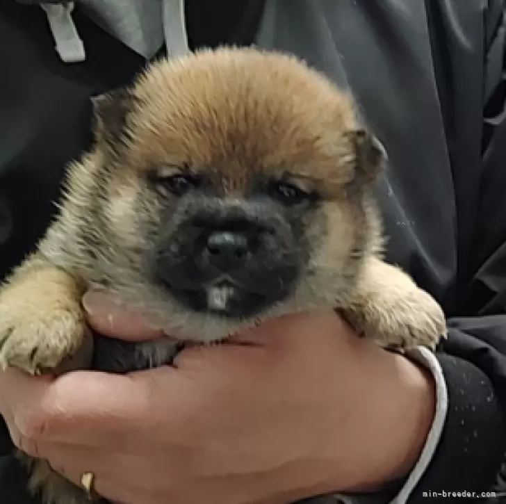 ID：2501-07910の子犬