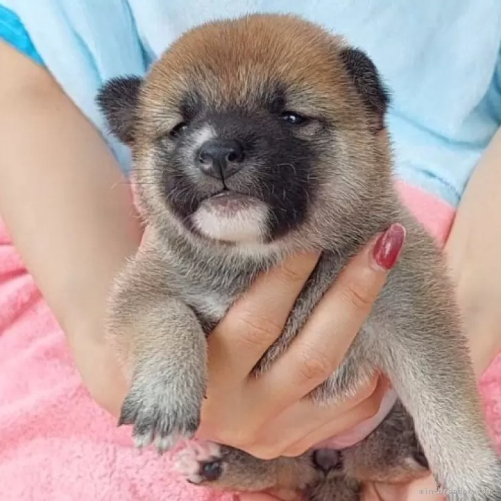 お豆ちゃん様ご確認ページ！ 姉妹の豆柴ちゃん🥰 ご家族募集開始しました❣️ DM等でもお気軽