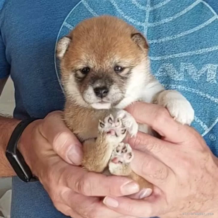 ID：2510-00282の子犬
