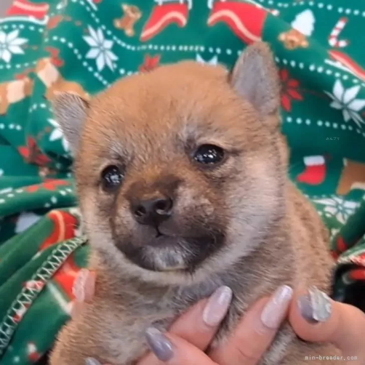 豆柴【千葉県・男の子・2025年10月3日・赤】の写真1