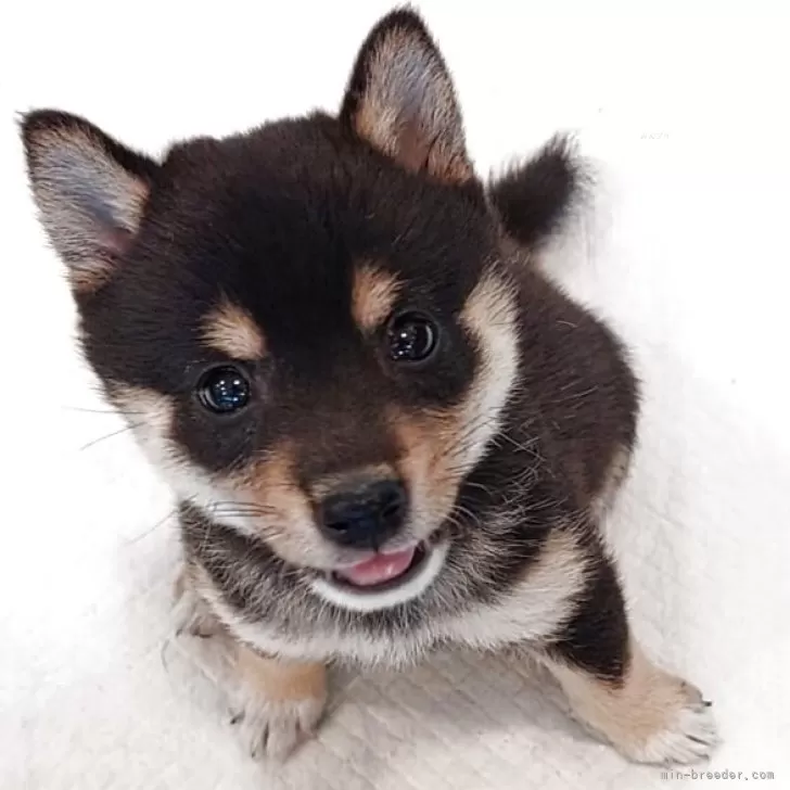 ID：2506-04868の子犬