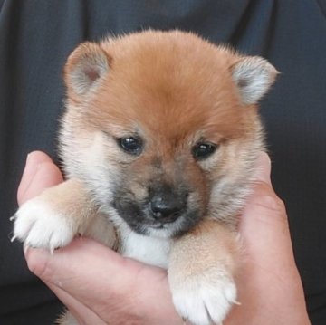 柴犬(豆柴)【千葉県・男の子・2025年7月1日・赤】の写真「たぬき顔のぽっちゃり体型」