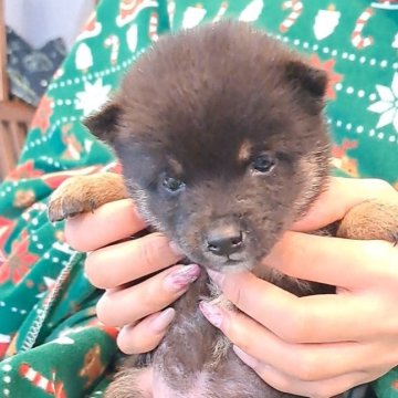 豆柴【千葉県・男の子・2025年11月5日・黒】の写真「小さく元気な男の子」