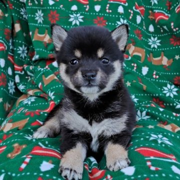 柴犬(豆柴)【千葉県・女の子・2025年10月3日・黒】の写真「綺麗な柄の女の子」