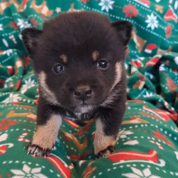 豆柴【千葉県・女の子・2025年10月3日・黒】の写真「小さく活発で可愛い女の子」