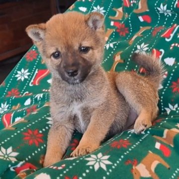 豆柴【千葉県・女の子・2025年9月12日・赤】の写真「とても小さくおとなしい女の子」