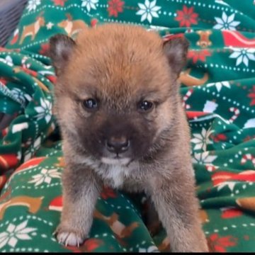 豆柴【千葉県・女の子・2025年10月3日・赤】の写真「とても小さくおとなしい女の子」