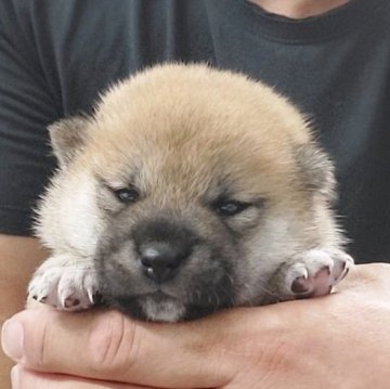 しおちゃん 柴犬 子犬用 柴犬の子犬（オス♂） 東船橋店｜ペットショップCoo＆RIKU