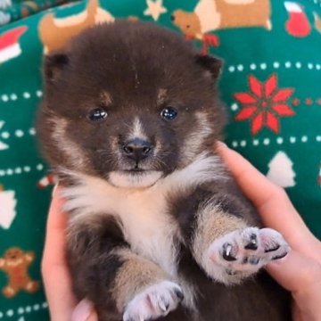 豆柴【千葉県・男の子・2025年11月5日・黒】の写真「優しいお顔の男の子」