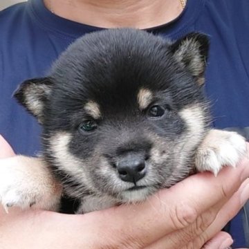 柴犬(豆柴)【千葉県・女の子・2025年9月9日・黒】の写真「綺麗な柄の女の子」