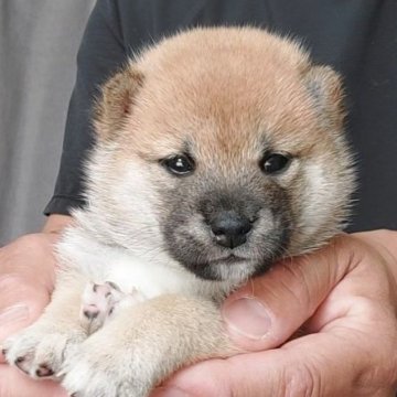 柴犬(豆柴)【千葉県・男の子・2025年7月18日・赤】の写真「ぽっちゃり体型の男の子」