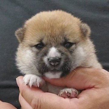 柴犬(豆柴)【千葉県・女の子・2025年7月18日・赤】の写真「ムチムチ丸顔の女の子」