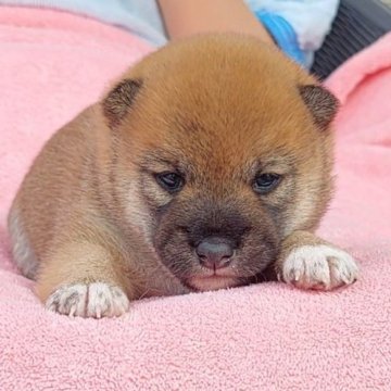柴犬(豆柴)【千葉県・女の子・2025年9月1日・赤】の写真「女の子らしさのある表情をしています」