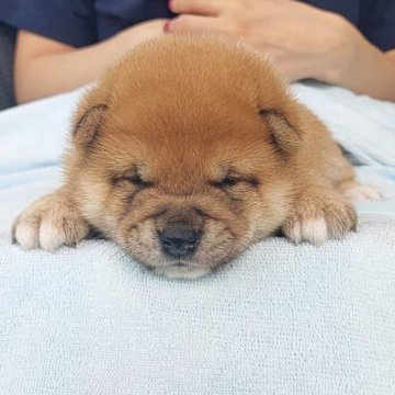豆柴【千葉県・男の子・2025年8月30日・赤】の写真「まん丸　ぽっちゃり男子」