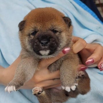 豆柴【千葉県・男の子・2025年9月1日・赤】の写真「お顔も体もまん丸です」