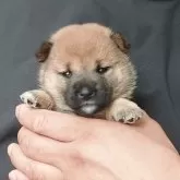 豆柴