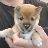 豆柴