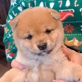 豆柴【千葉県・男の子・2025年10月25日・赤】の写真1