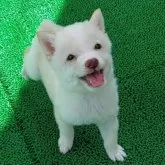 豆柴