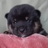 豆柴